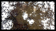 Seedy View video