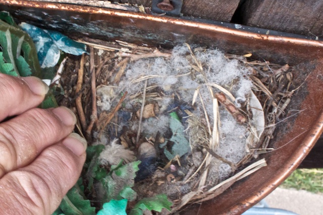 Empty birdnest